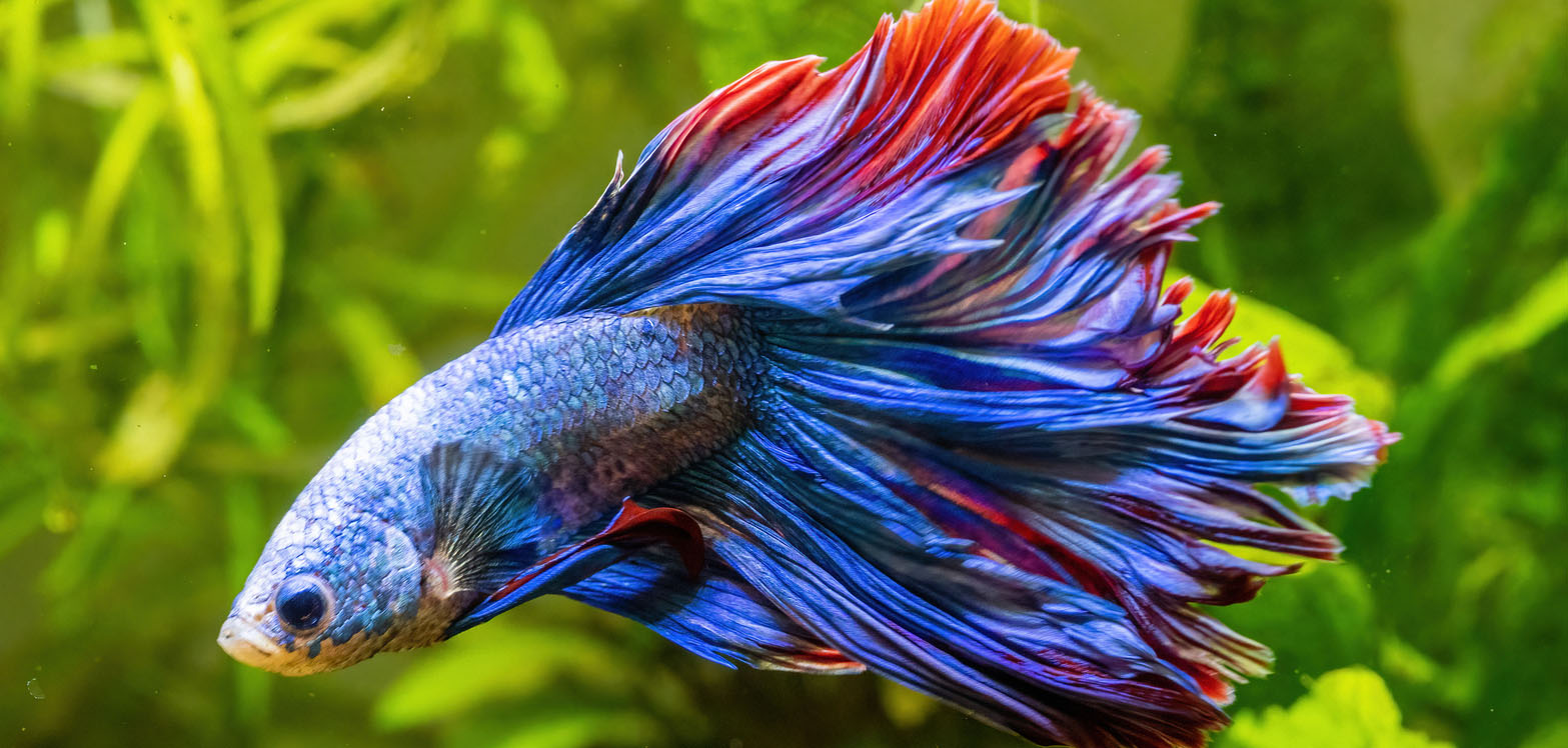 betta-splendens